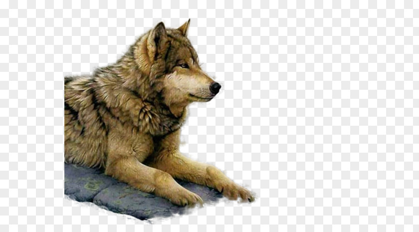 Painting Art Museum Gray Wolf Paint By Number PNG