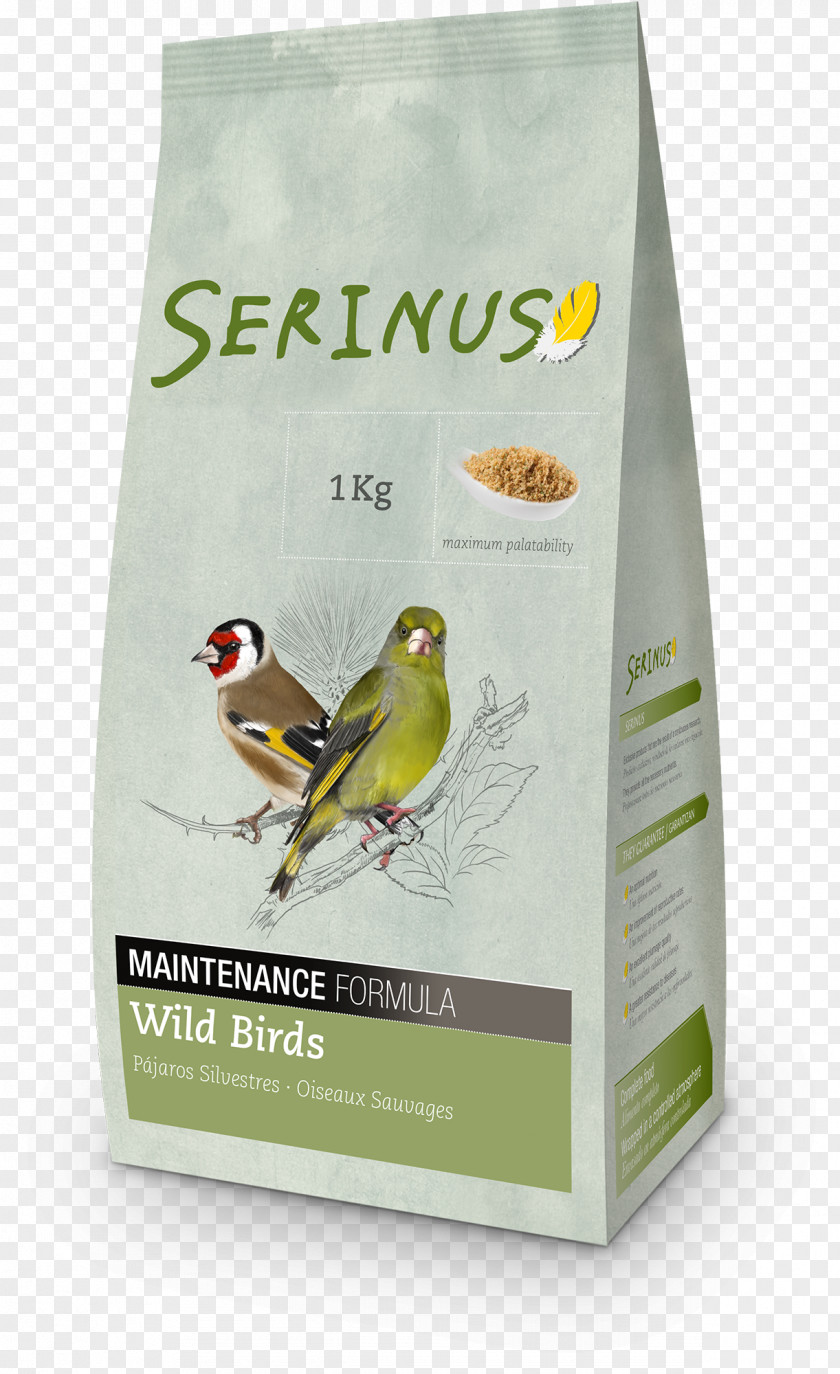 Bird Food Domestic Canary Parrot Passerine PNG