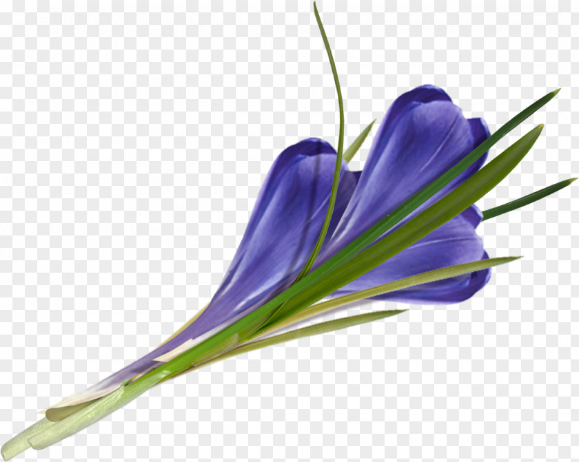 Bluebell Saffron Autumn Crocus Image Clip Art PNG