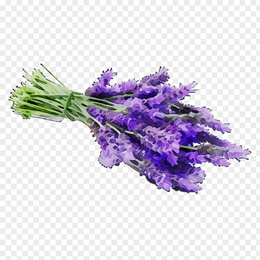 Essential Oil Tea Tree Lavender Air Fresheners Cream PNG