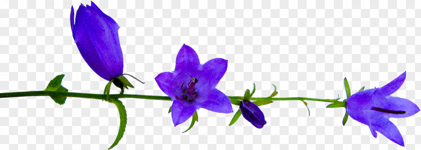 Flower Petal Plant Stem Clip Art PNG