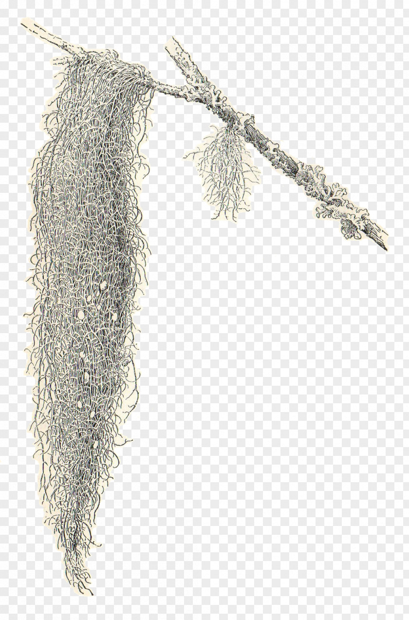 Free Moss Cliparts Spanish Drawing Clip Art PNG