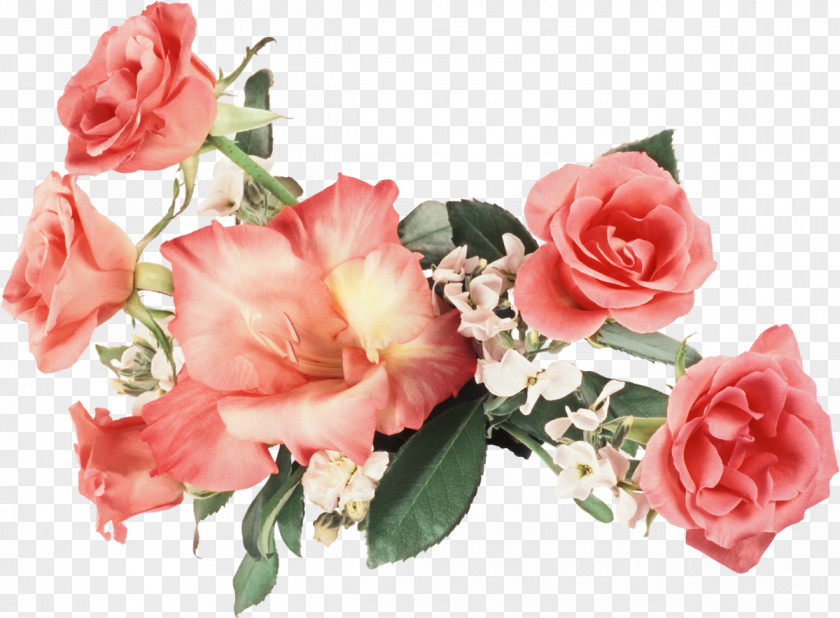 Gladiolus Flower Rose High-definition Television 1080p Wallpaper PNG