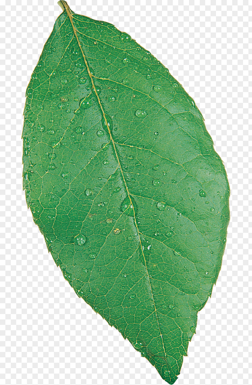 Leaves Plant Pathology Leaf PNG