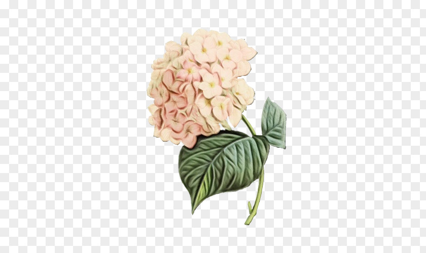 Petal Pink Flower Flowering Plant Cut Flowers Hydrangeaceae PNG