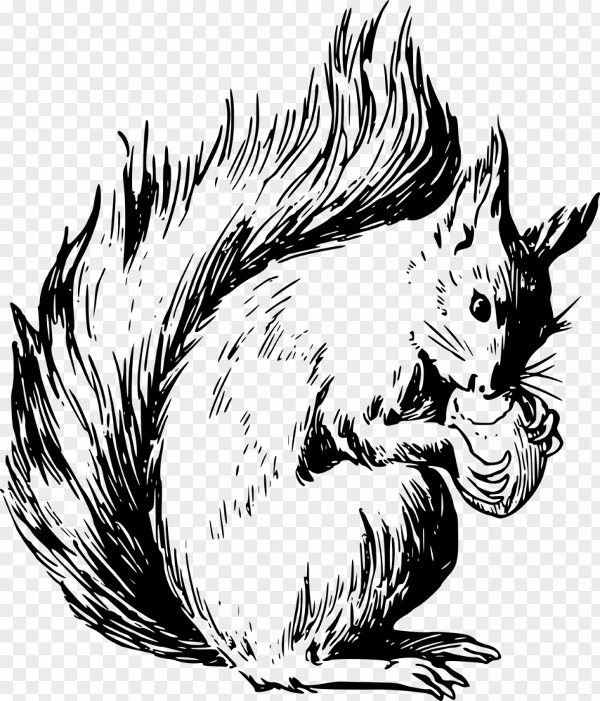 Squirrel Drawing Clip Art PNG