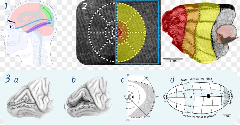 Brain Visual Cortex Perception Cerebral Retinotopy PNG