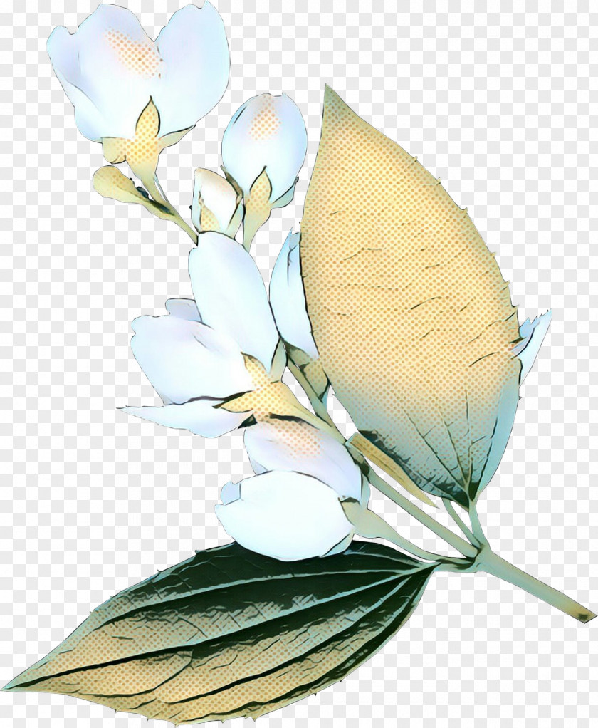 Iris Magnolia Family Flowers Background PNG