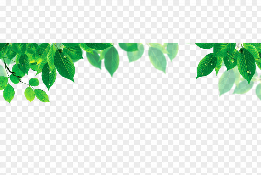 Leaf Shading Computer File PNG