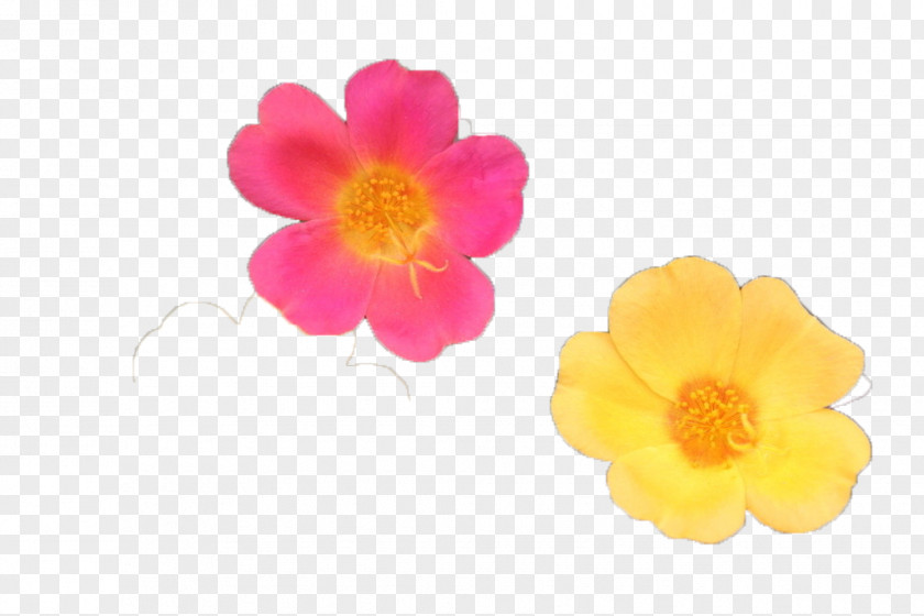 Red And Yellow Flowers Petal Blue PNG