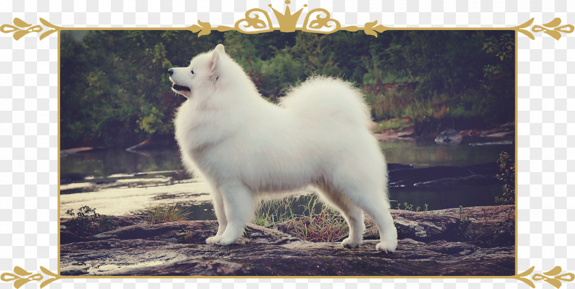 Samoyed German Spitz Klein Dog Mittel American Eskimo Japanese PNG