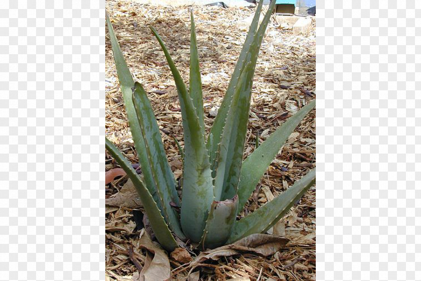 An Aloe Vera Trailing Lantana Plants Soap Seed PNG