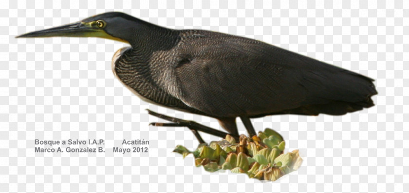 Cattle Egret Bare-throated Tiger Heron Water Bird Beak PNG