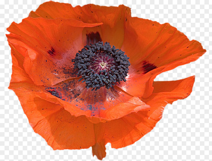 Coquelicot Clip Art PNG