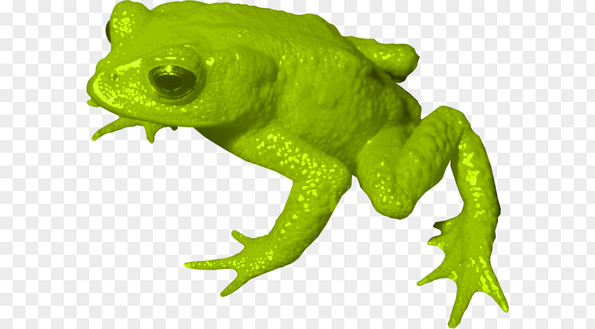 Golden Toad True Frog Tree PNG