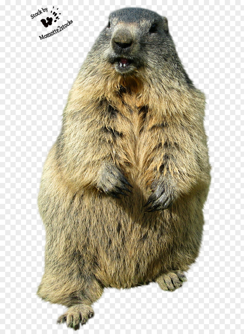 Lovely Animals Groundhog Day Punxsutawney Desktop Wallpaper Funny Animal PNG