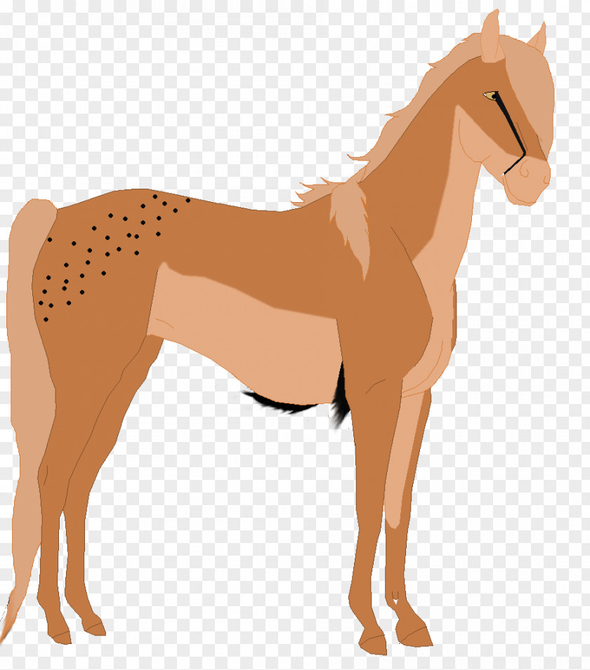 Mustang Foal Mane Mare Stallion Colt PNG