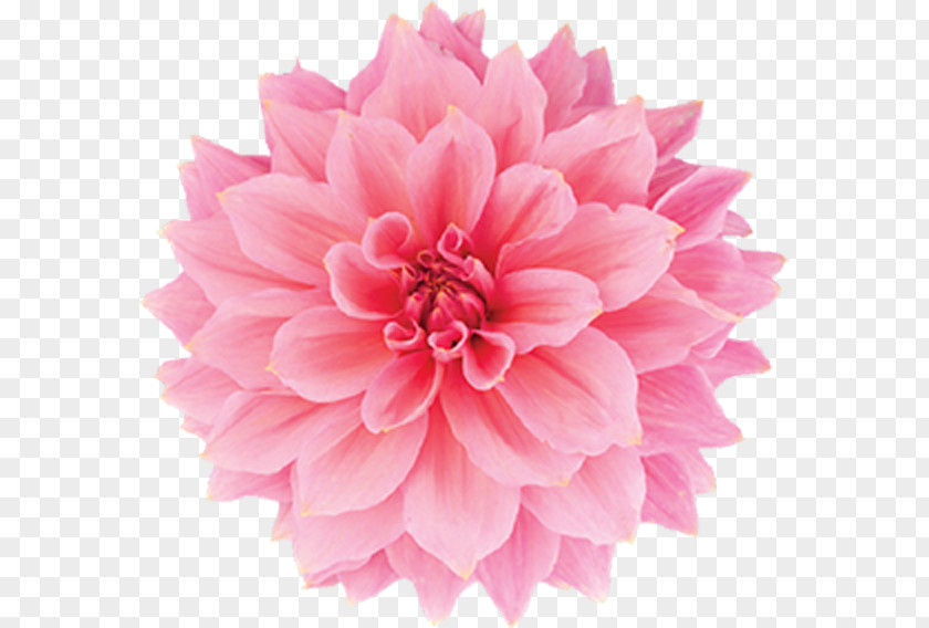 Rose Carnation Pink Flowers Stock Photography PNG
