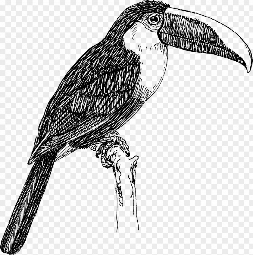 Toucan Bird White-throated Clip Art PNG