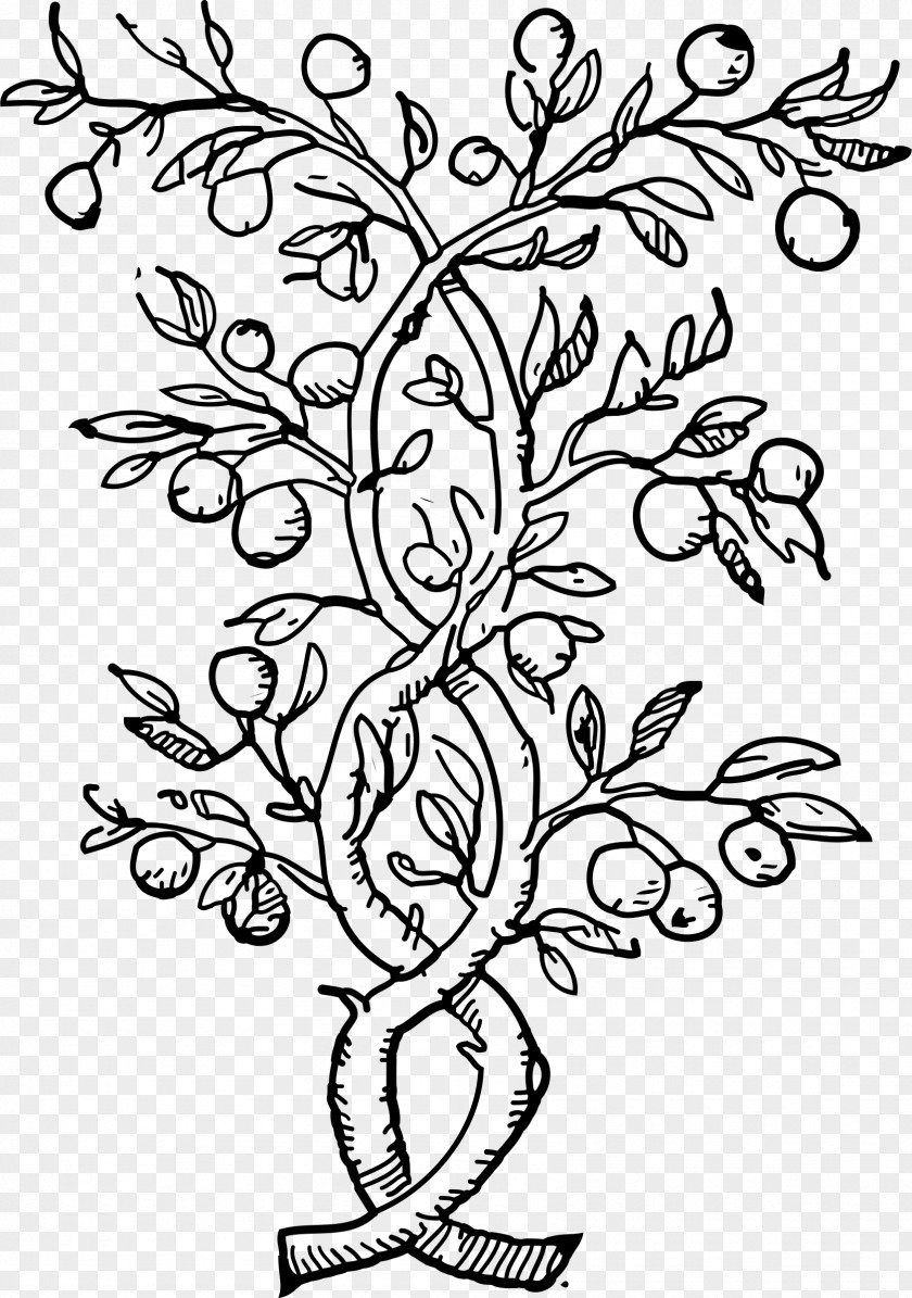 Tree Fruit Olive Coloring Book Clip Art PNG
