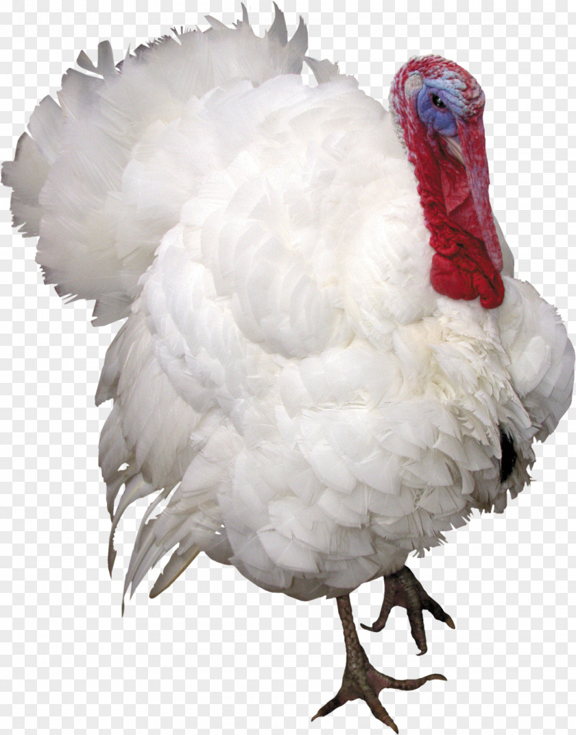 Turkey Bird Clip Art PNG
