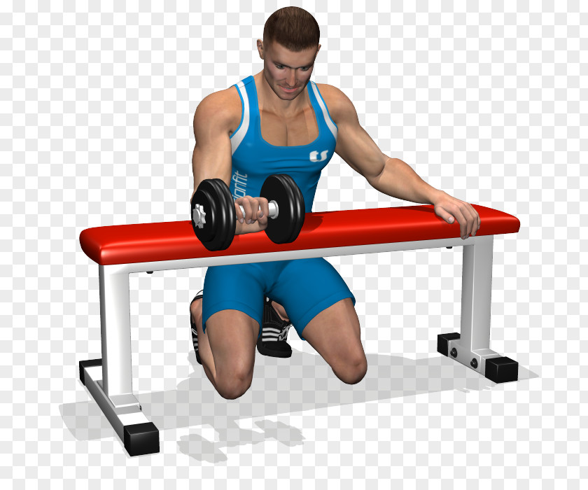 Biceps Curl Weight Training Bench Wrist Forearm PNG
