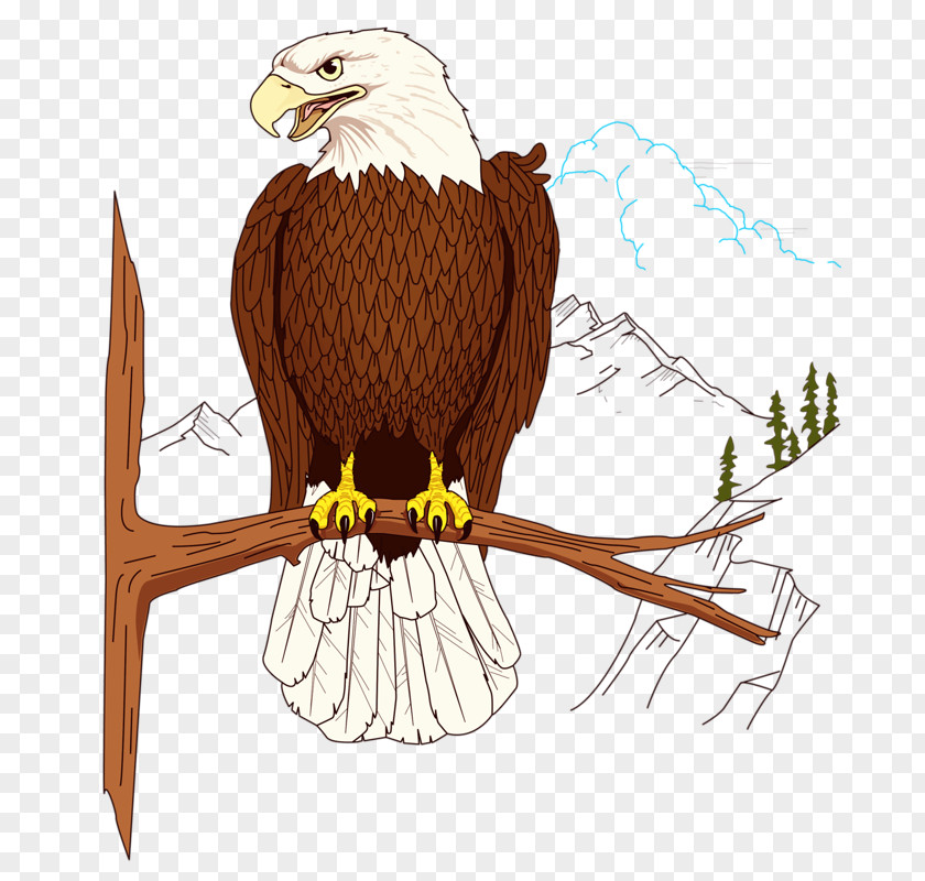 Eagle Bald Clip Art PNG