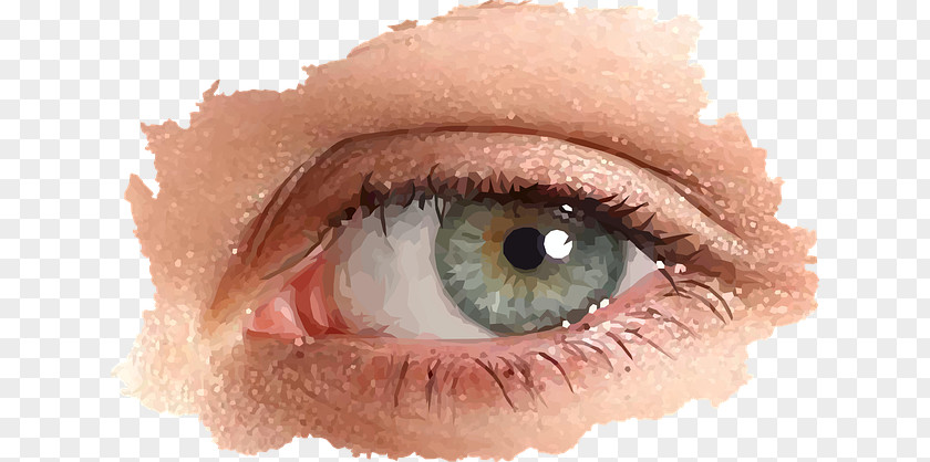 Eye Iris Vector Graphics Retina Image PNG