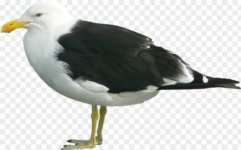 Great Black-backed Gull Clip Art PNG