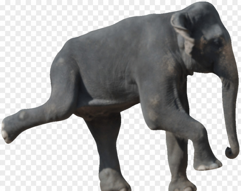 India Indian Elephant African Die 50 Besten Bewegungsspiele Für Senioren Wildlife Terrestrial Animal PNG