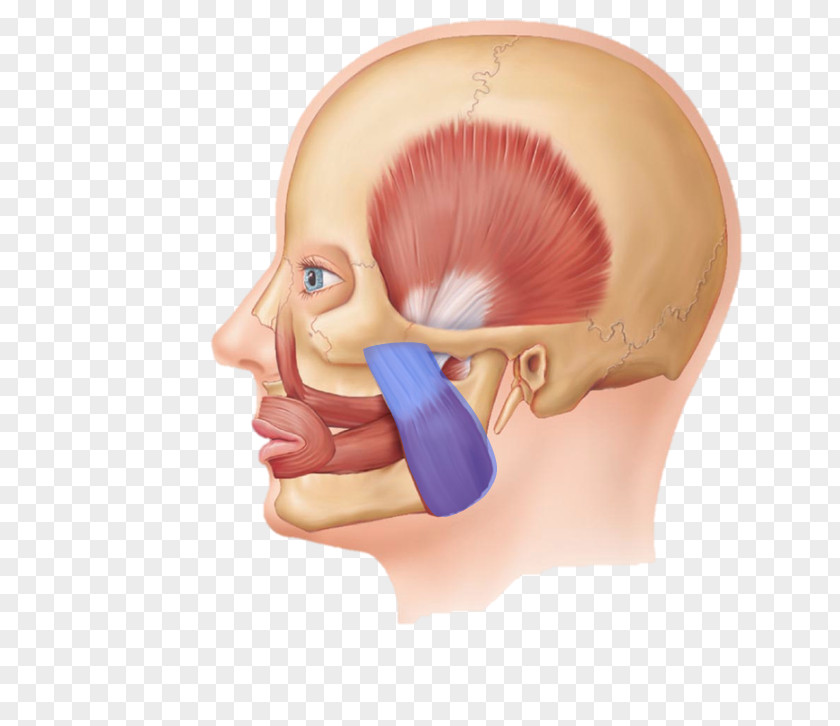 Masseter Muscle Buccinator Facial Muscles Of Mastication PNG