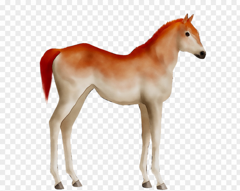 Mustang Foal Mare Colt Stallion PNG