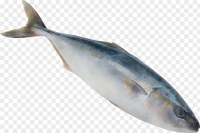 Sardine Fish Products Oily Salmon Mackerel PNG
