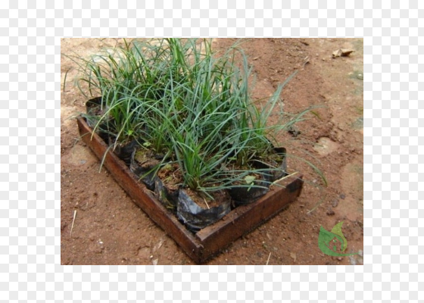 Grass Grasses Garden Scutch Sowing PNG