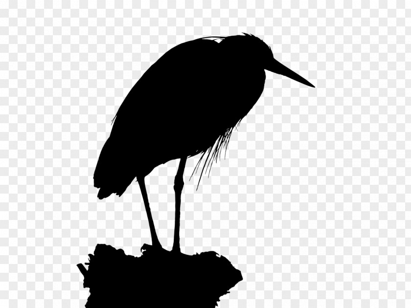 Stork Bird Crane Beak Fauna PNG