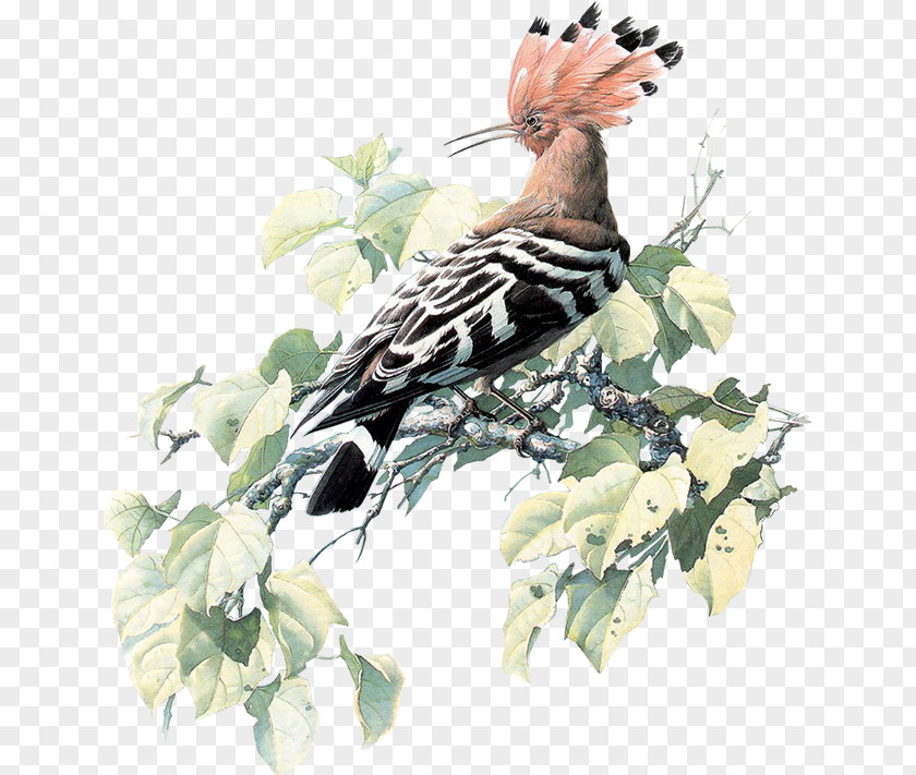 Bird The Conference Of Birds Paper Painting Painter PNG