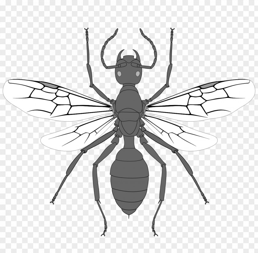 Fly Black Ant Hymenopterans Insect PNG