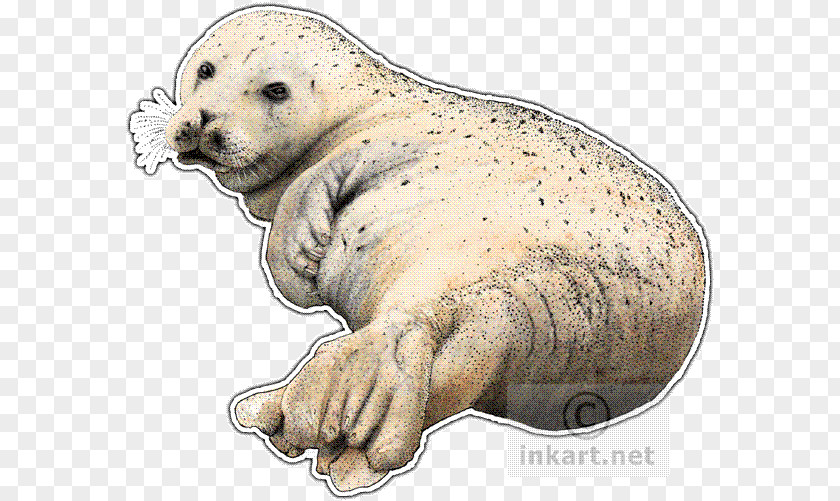Harbor Seal Sea Lion Walrus Pinniped Drawing PNG