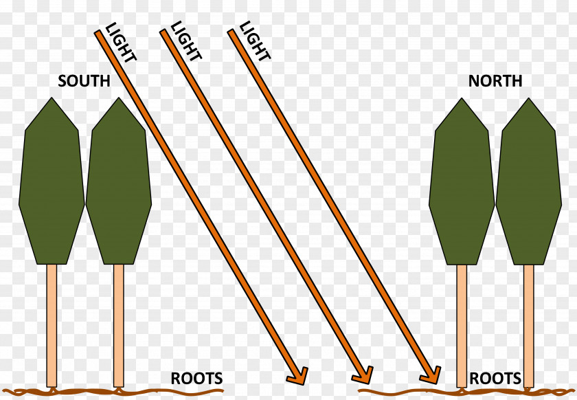 Light Stand Gap Dynamics Disturbance Understory Ecological Succession Silviculture PNG