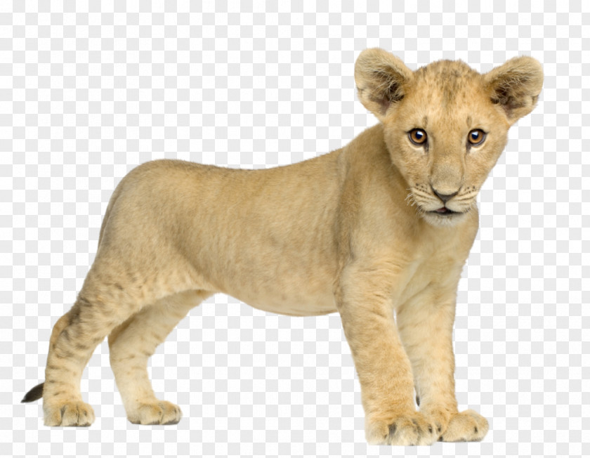 Lion Image, Free Image Download, Picture, Lions Tiger PNG