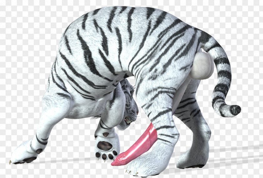 Tiger White Big Cat Wildlife PNG