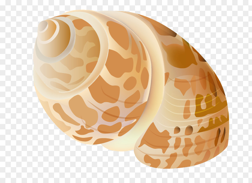 Transparent Seashell Picture Clip Art PNG