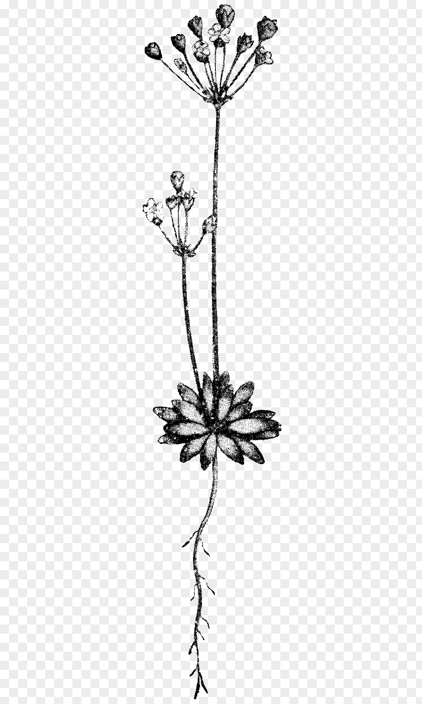 Arabian Jasmine Flower Twig Leaf Succulent Plant Stem PNG