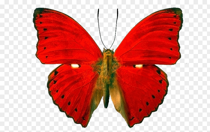 Butterfly Insect Blood-red Glider Owl Butterflies Morpho PNG