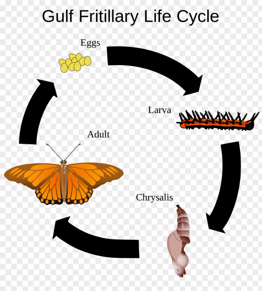 Butterfly Insect Silkworm Biological Life Cycle Gulf Fritillary PNG