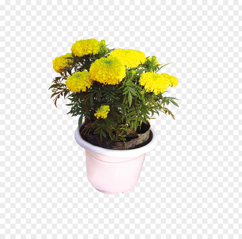 Chrysanthemum Photo Flowerpot Plant Garden Greening PNG