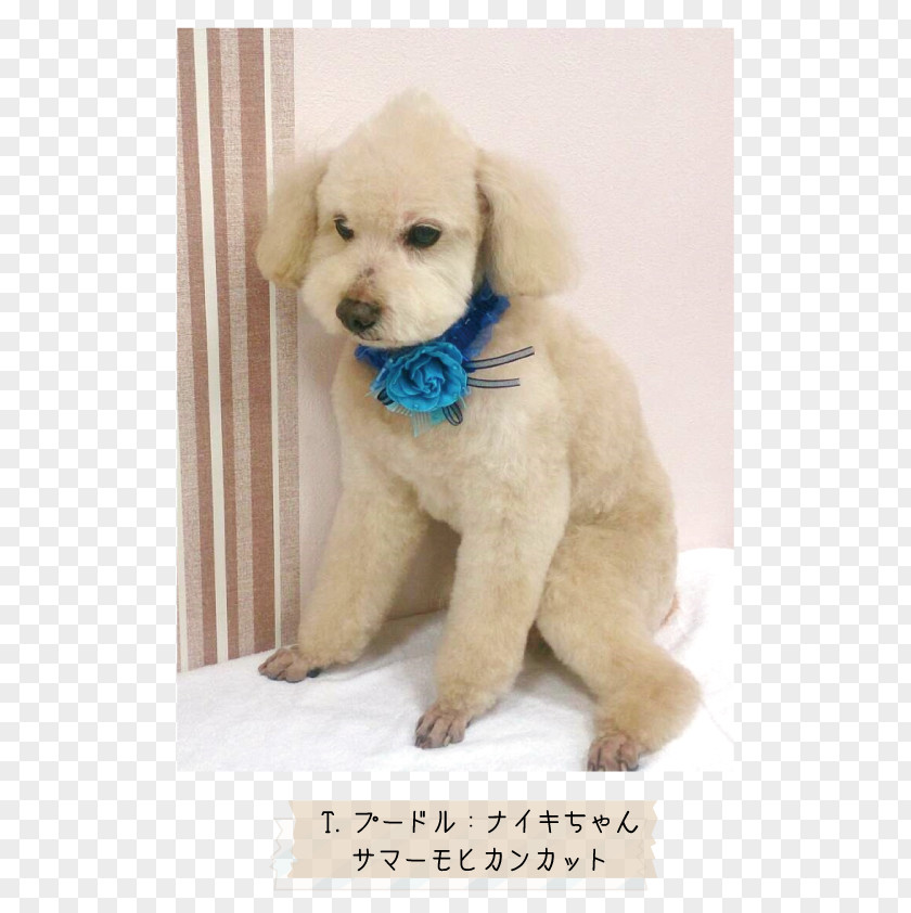 Golden Retriever Miniature Poodle Toy Goldendoodle Puppy PNG