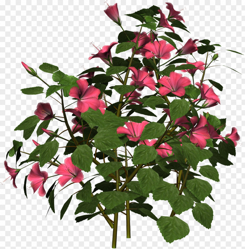 Hibiscus Plant Information Clip Art PNG