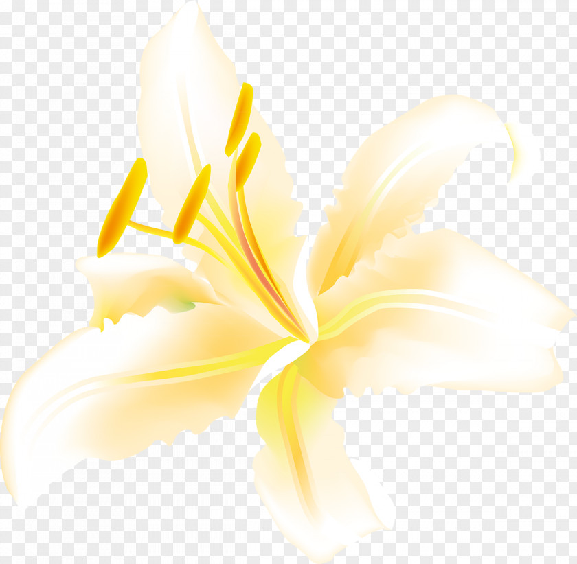 Lily Flowering Plant Petal Desktop Wallpaper PNG