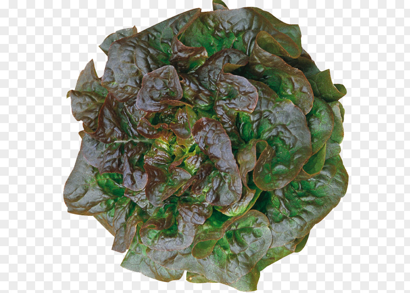 Vegetable Leaf Seed Lettuce Organic Food PNG